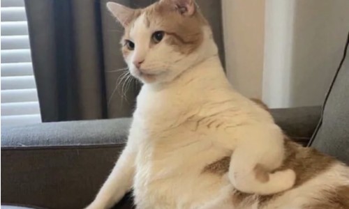 牛肉脂肪有猪肉高吗图片-牛肉脂肪有猪肉高吗网 - 为你提供牛肉脂肪有猪肉高吗为什么、牛肉脂肪有猪肉高吗为什么